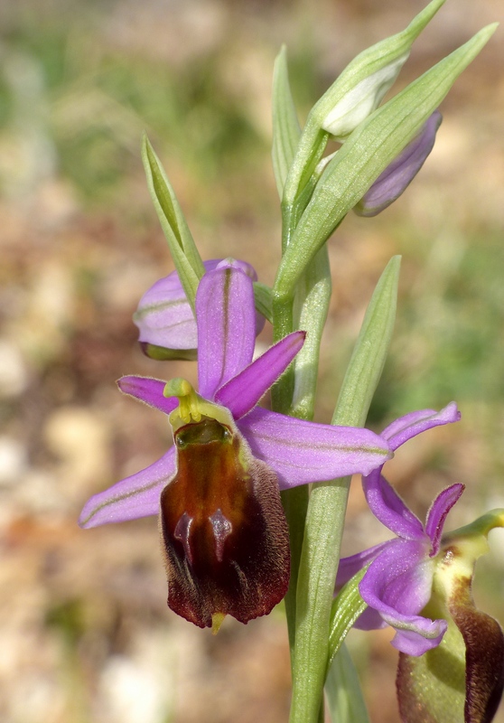 Dactylorhiza romana e prime fioriture tra Lazio e Campania - marzo 2023.